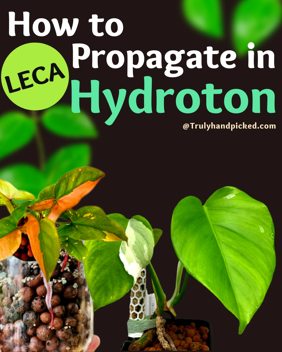 How to Propagate Plants in Hydroton Medium