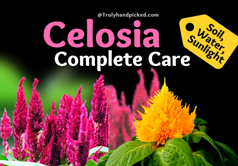 How to Take Care of Celosia Plants Soil Water and Sunlight