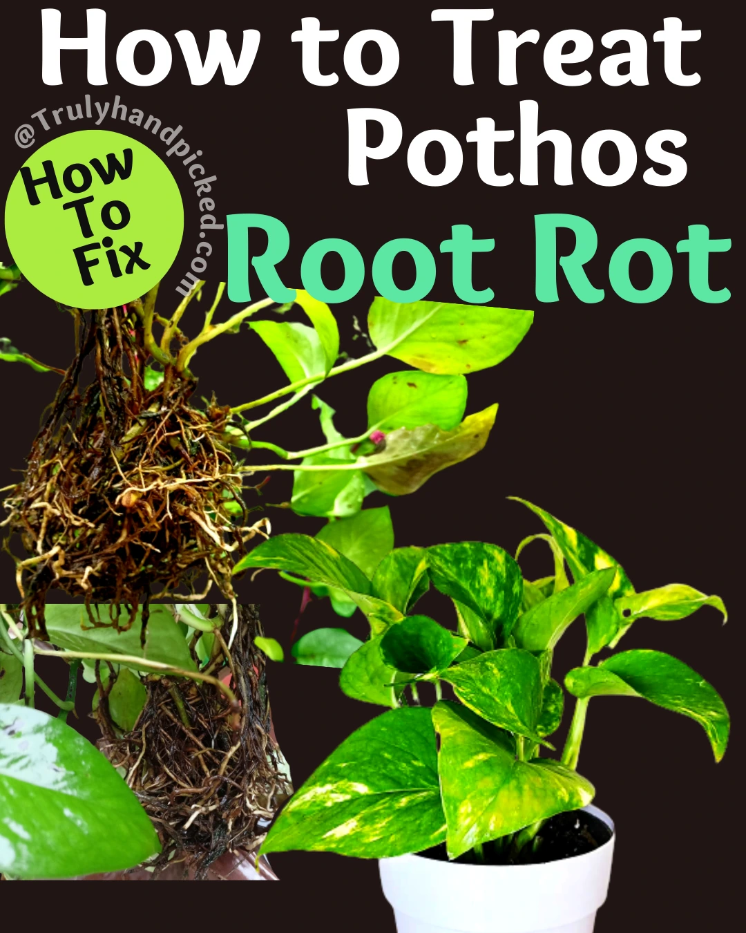 How to Treat Pothos Root Rot Reasons and Fix