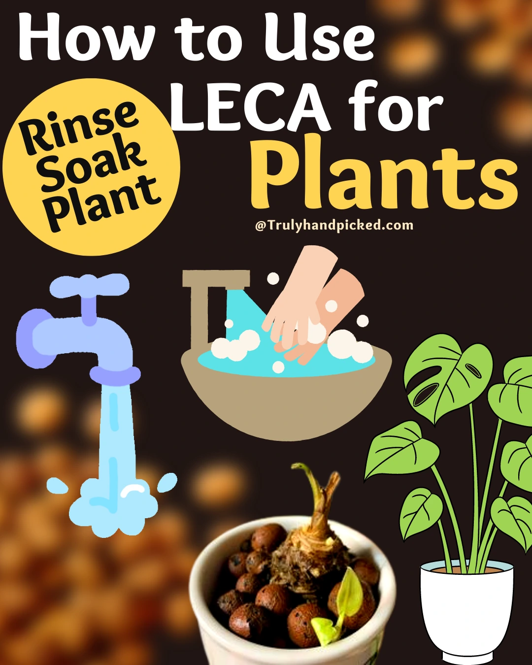 How to use LECA why rinse soak and plant in leca clay balls