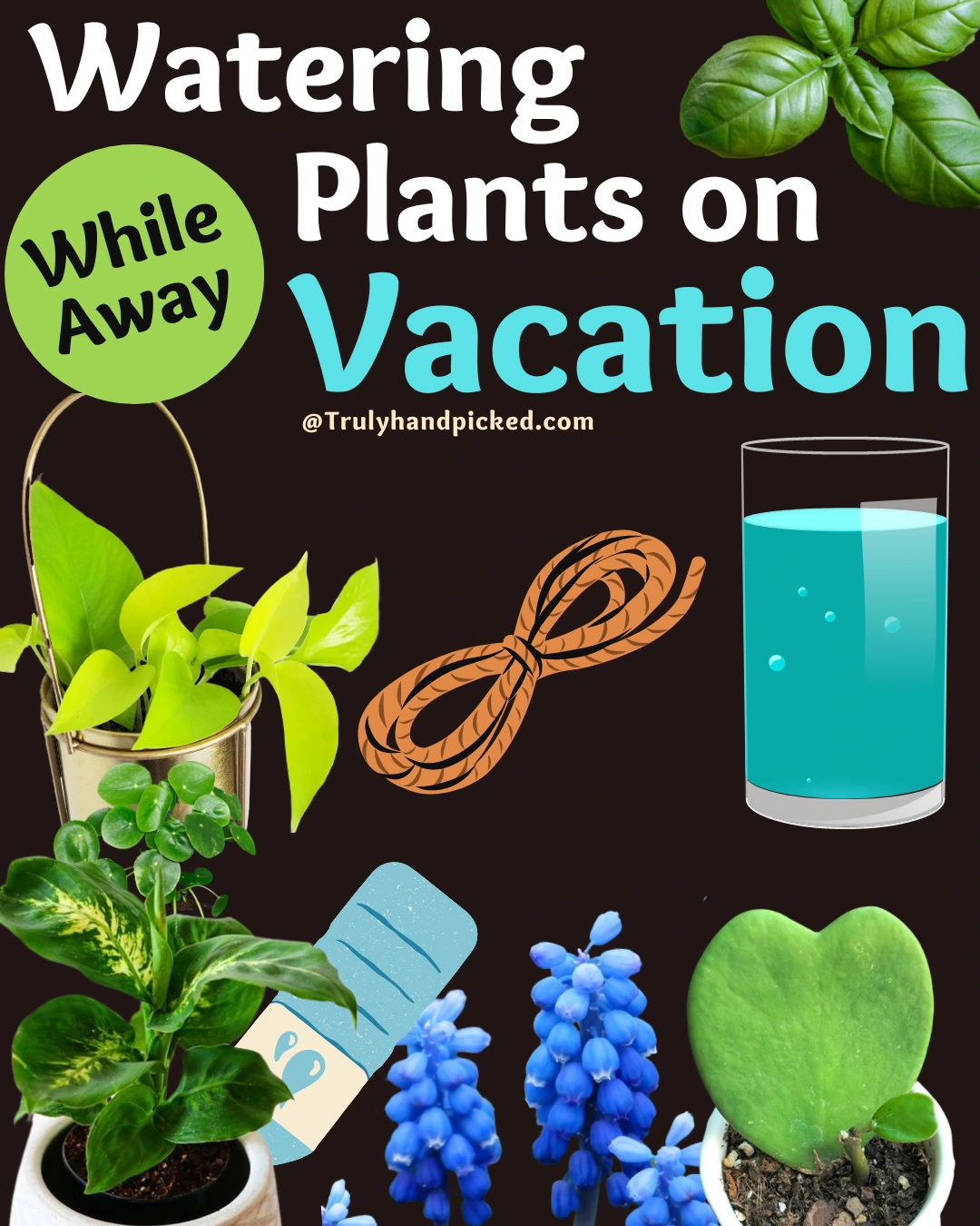 How to water my plants while away watering plants during vacation