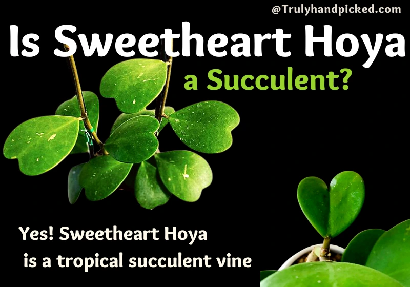 Is Sweetheart Hoya Kerrii a Succulent - Yes