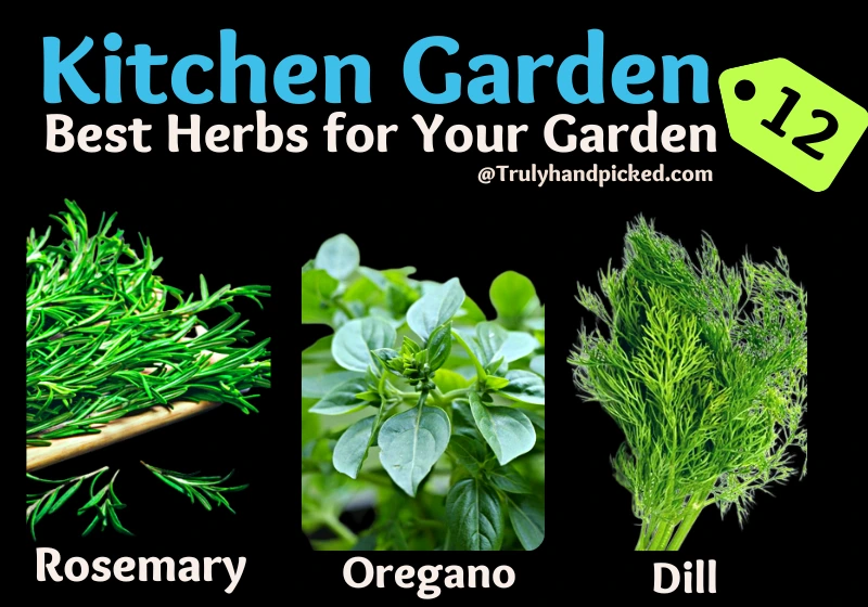Kitchen Garden Herbs 2 Oregano Rosemary Dill