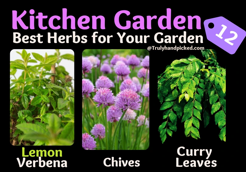Kitchen Garden Herbs Lemon Verbena Chives Curry Leaves