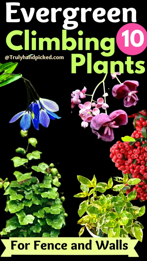 List of best evergreen climbing plants for your garden walls and fence