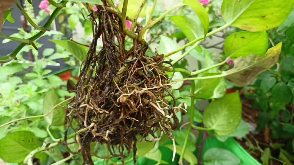 Mushy and Soft Roots Pothos Root Rot