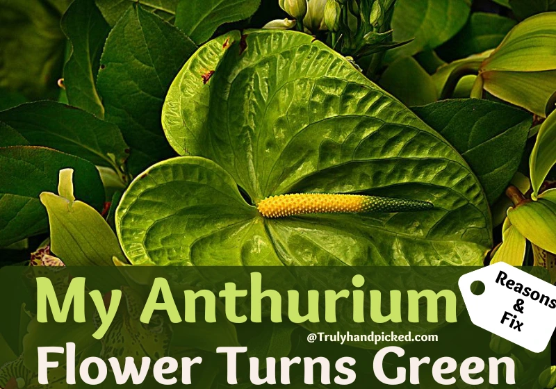 My Anthurium Flowers Turn Green What Makes it So How to Fix