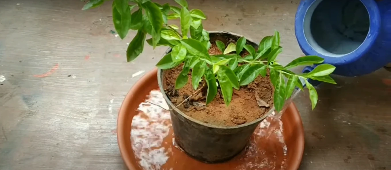Placing a plant inside a saucer with water