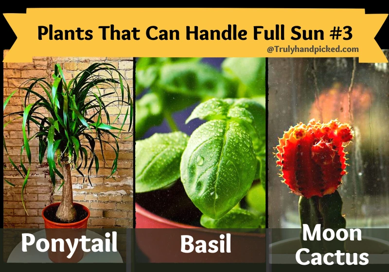 Plant that grows in full sun Ponytail Basil Moon cactus