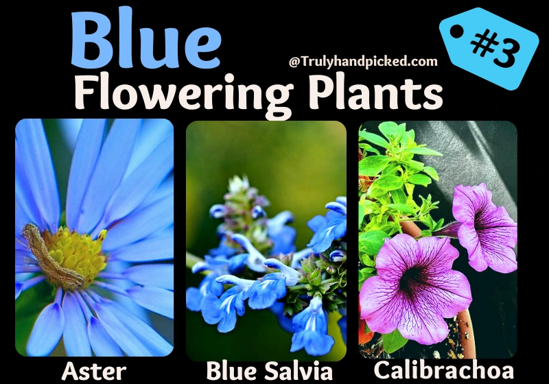 Plants With Blue Flowers Blue Aster Salvia Calibrachoa