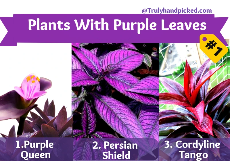 Plants With Purple Leaves Part 1 Purple Queen-Purple Heart 2 Persian Shield Plant 3 Cordyline Tango