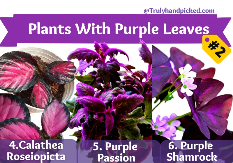 Plants With Purple Leaves Part 4 Calathea Roseiopicta Dottie 5 Purple Passion 6 Purple Oxalis Purple Shamrock