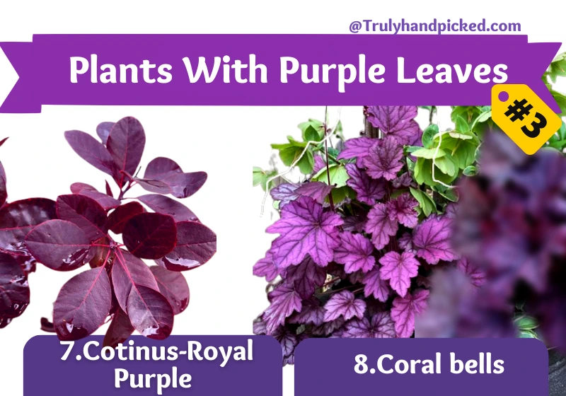 Plants With Purple Leaves Part 7 Cotinus-Royal Purple 8 Heuchera-Coral Bells