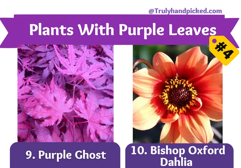 Plants With Purple Leaves Part 9 Purple Ghost 10 Dahlia-Bishop Oxford