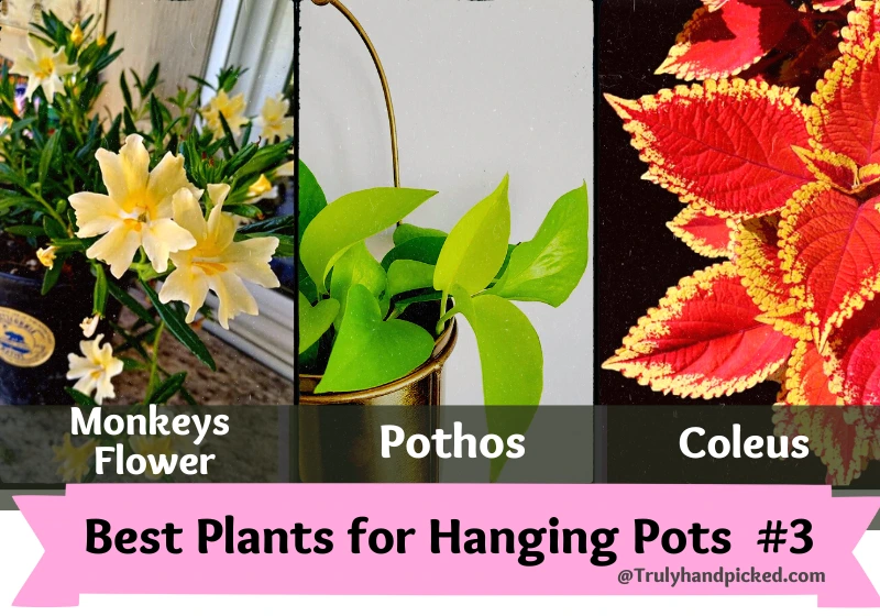 Plants for Hanging Basket Monkeys flower Pothos Coleus