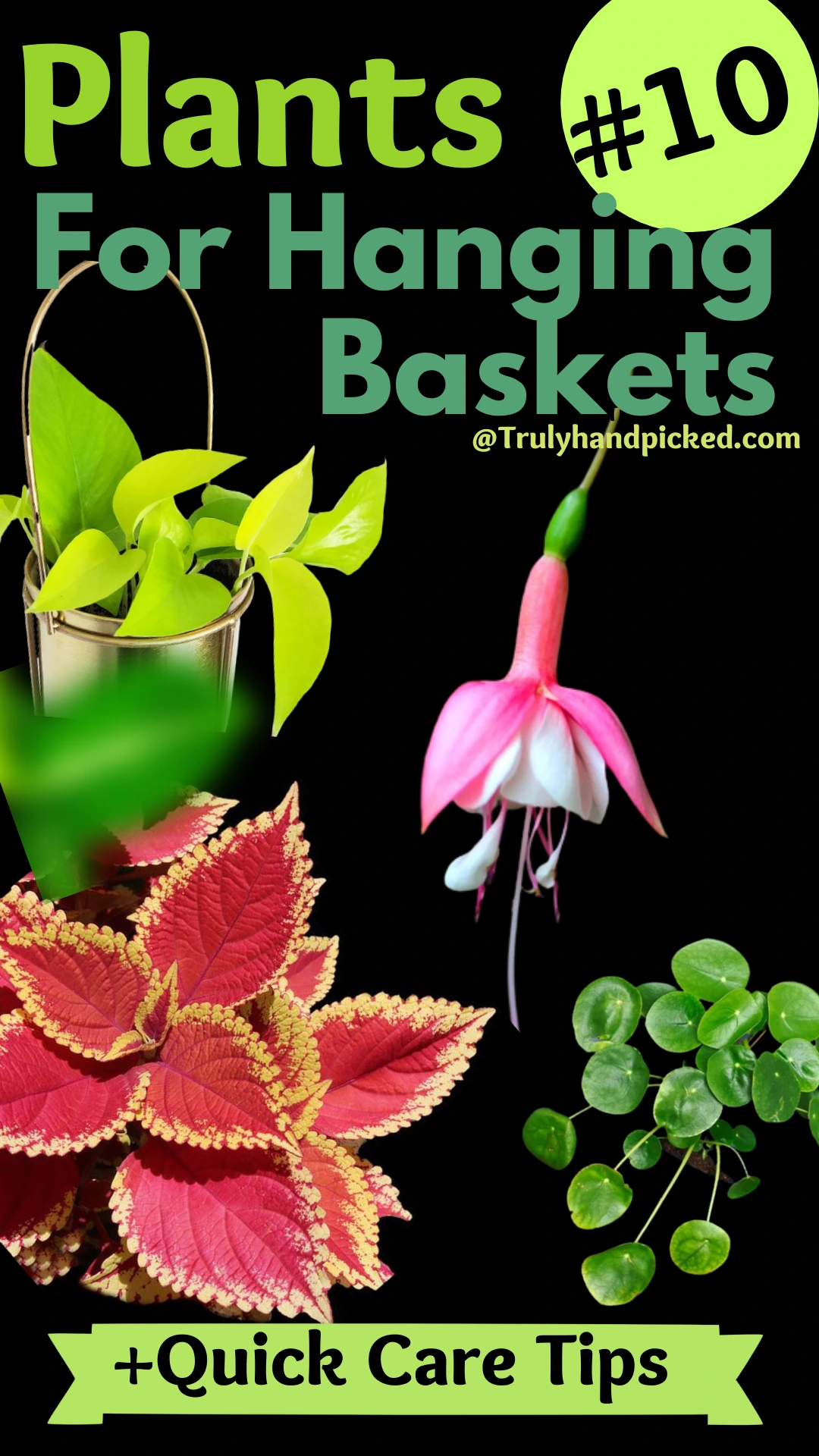 Plants that suit for hanging pots list of 10 best plants with pictures