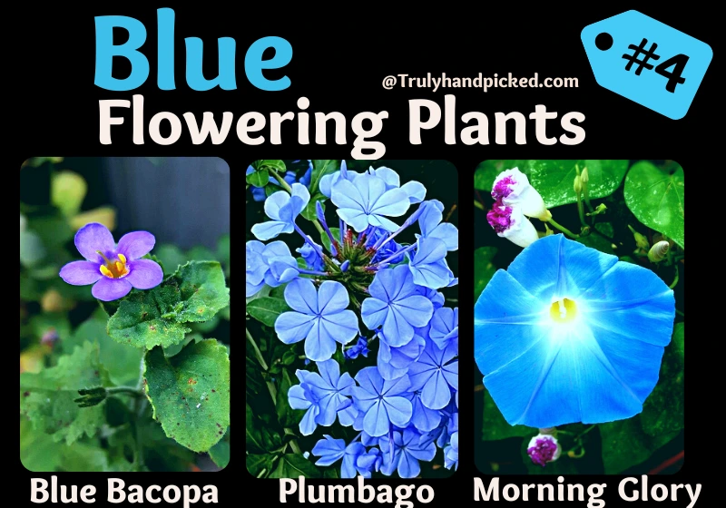 Plants with Blue Flowers Morning Glory Blue Bacopa Plumbago