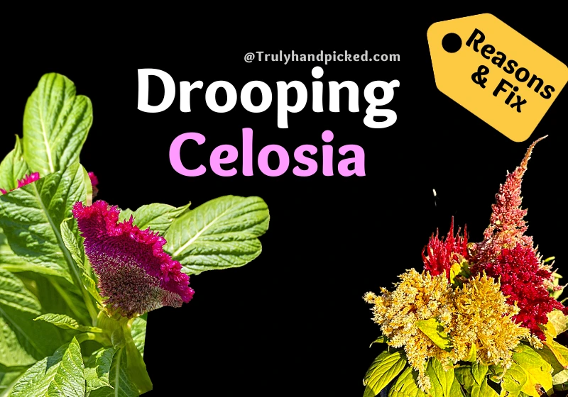 Reason and Fix on Drooping Celosia