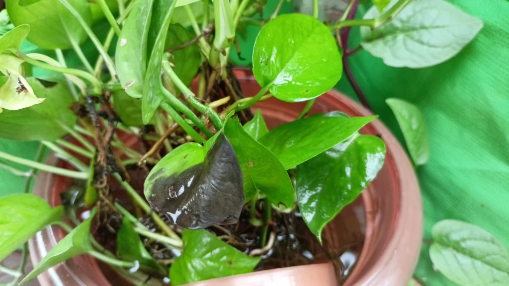 Root Rot in Pothos