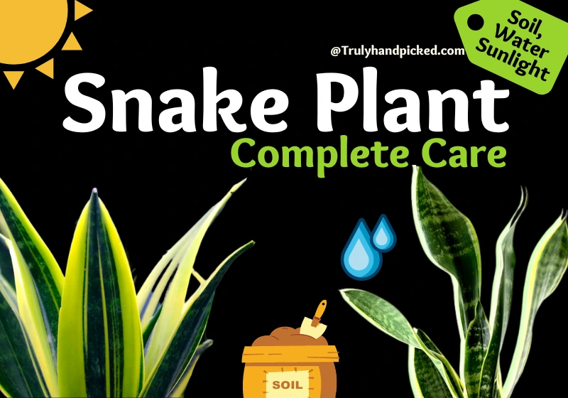 Snake Plant Complete Care - Soil Watering Sunlight Needs and Humidity