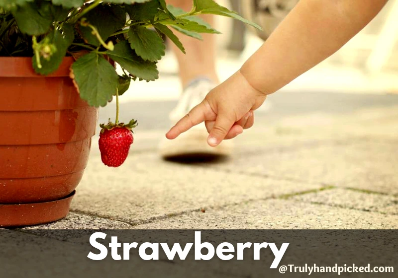 Strawberry for Hanging Pots