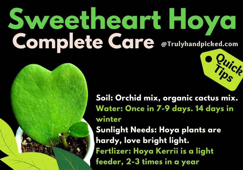 Sweetheart Hoya Kerrii Plant Care Soil and Watering