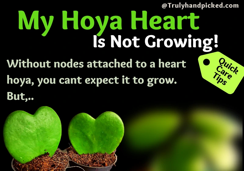 Sweetheart hoya plant not growing reasons and fix