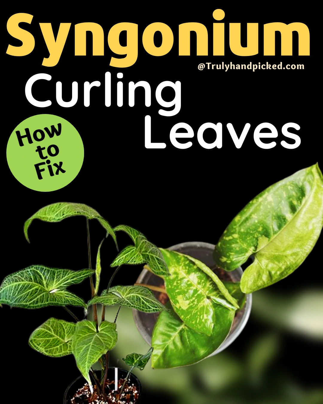Syngonium Plant Leaves are Curling Reasons and How to Fix