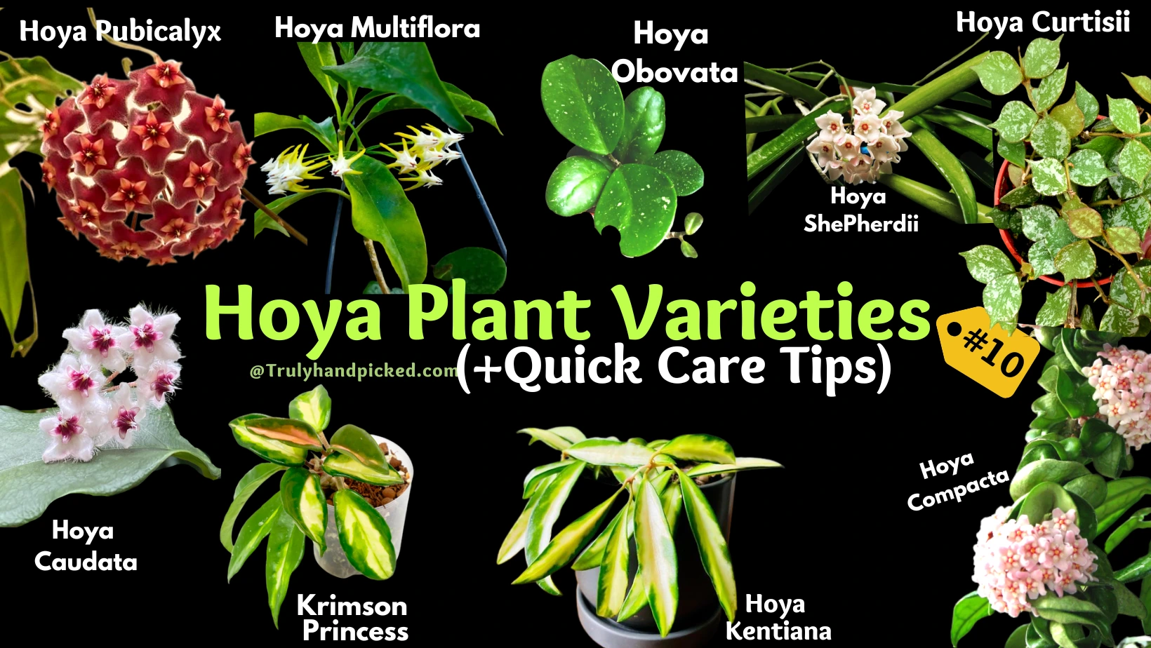 Top Hoya Plant Varieties with pictures