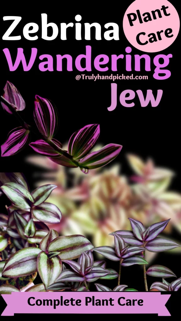 Wandering Jew Zebrina Inch Plant Complete Care and How to Make It Bushy