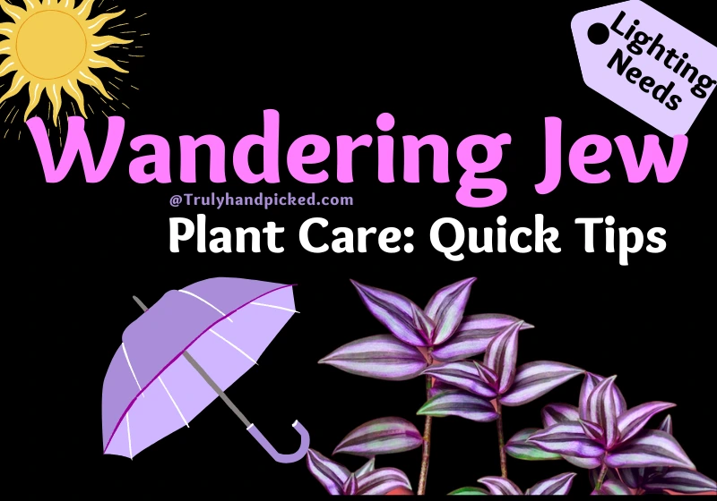 Wandering Jew Plant Care Quick Tips on Soil Watering and Sunlight Needs