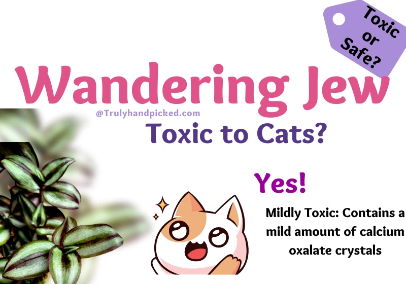 Wandering Jew Toxic for Cats