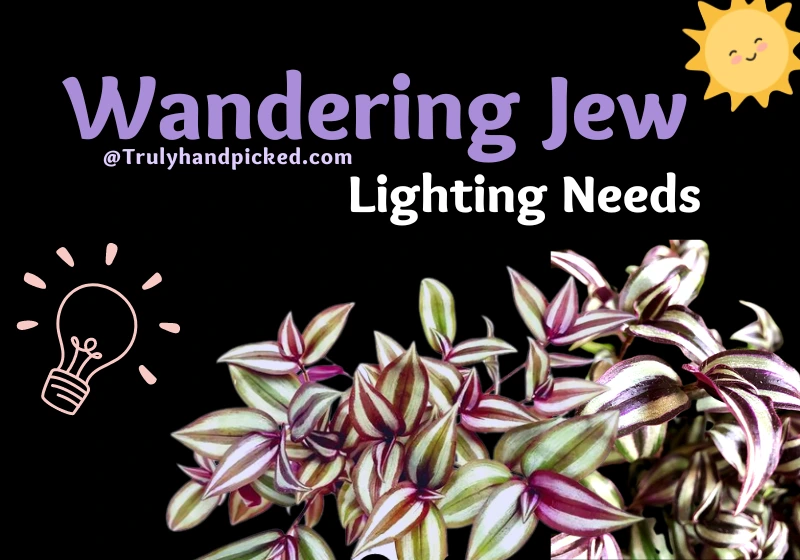 Wandering Jew Zebrina Plant Lighting Needs Sunlight Hours