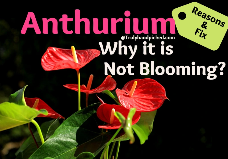 What's wrong why my anthurium is not blooming reasons and fix flowering