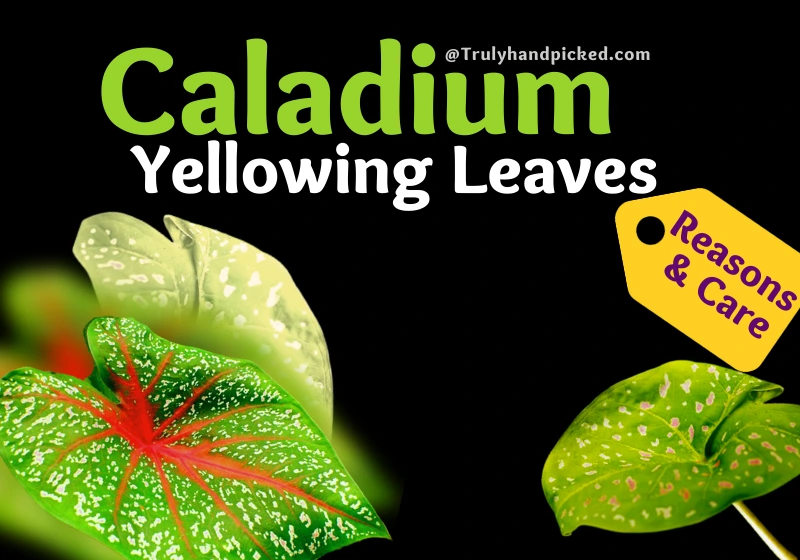 Why My Caladium Leaves are Turning Yellow - Reasons and Fix