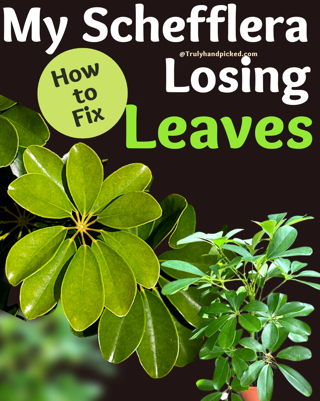 Why My Schefflera is Wilting How to Save a Dying Plant