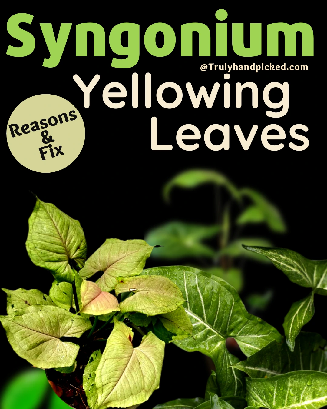 Why My Syngonium Arrowhead Leaves are Turning Yellow