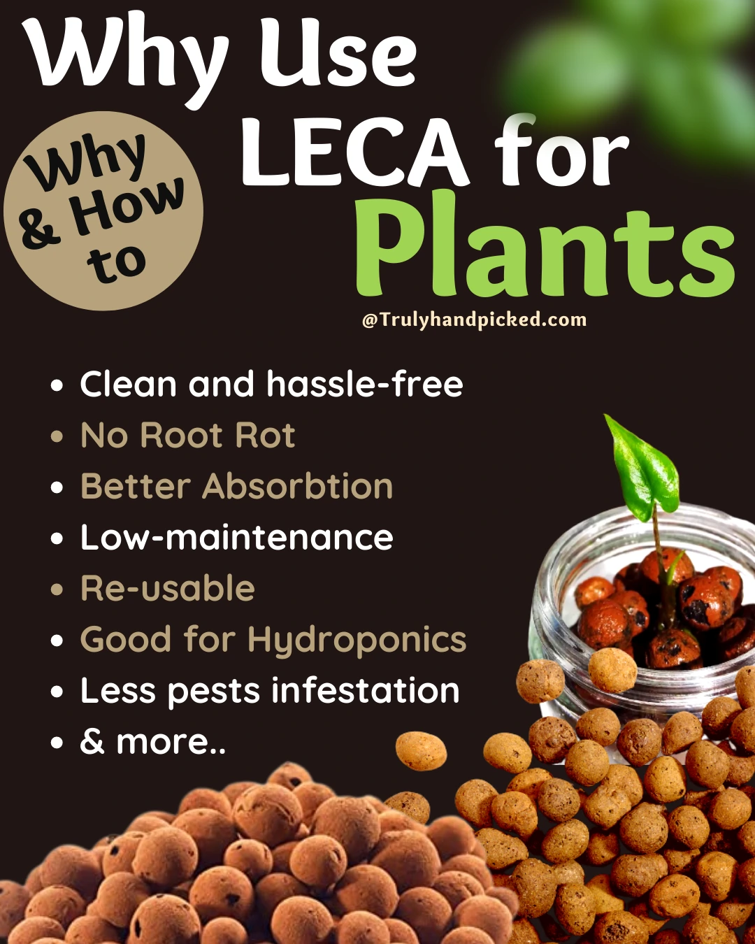 Why and How to Use LECA for Plants Pros and Cons