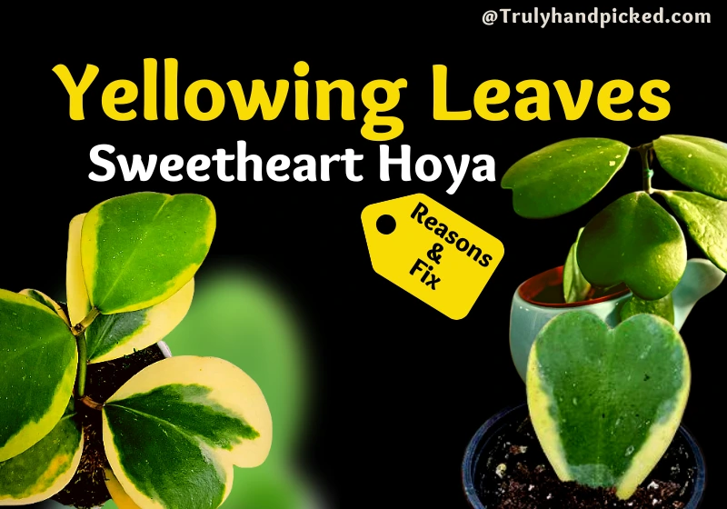 Why my sweetheart hoy kerrii leaves are turning yellow reasons and fix