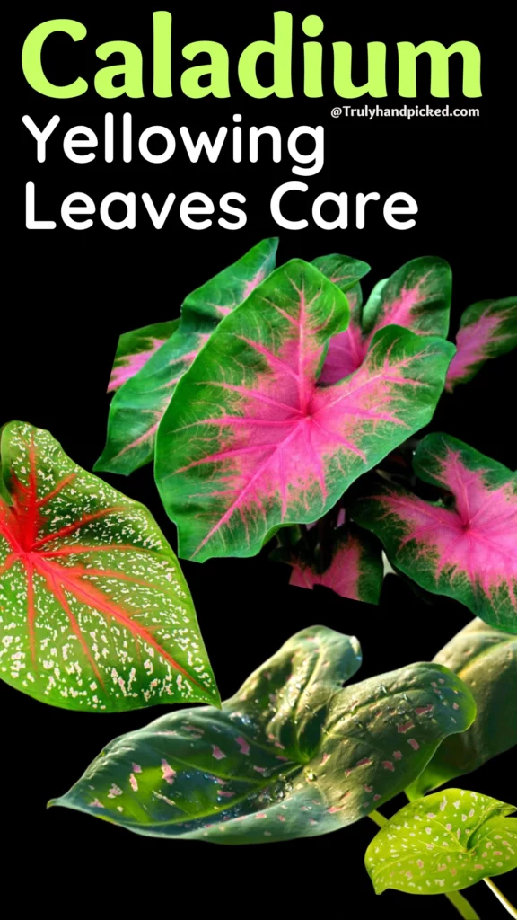 Yellowing Leaves of Caladium How to Care and Propagate