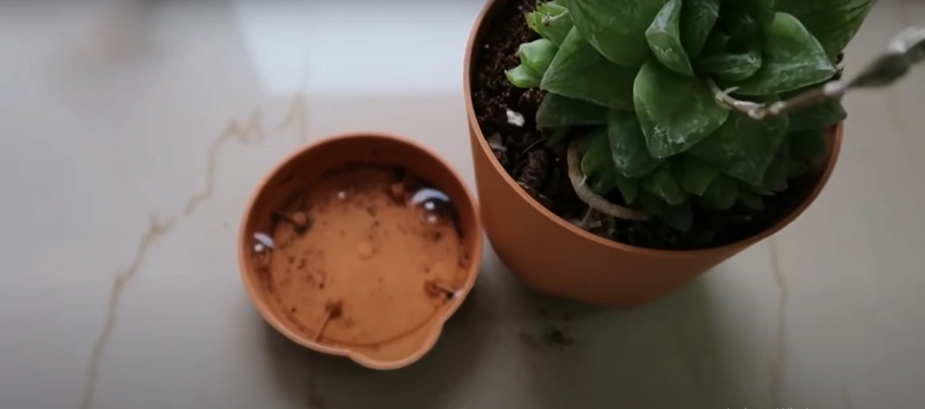a readymade self watering pot with reservoir