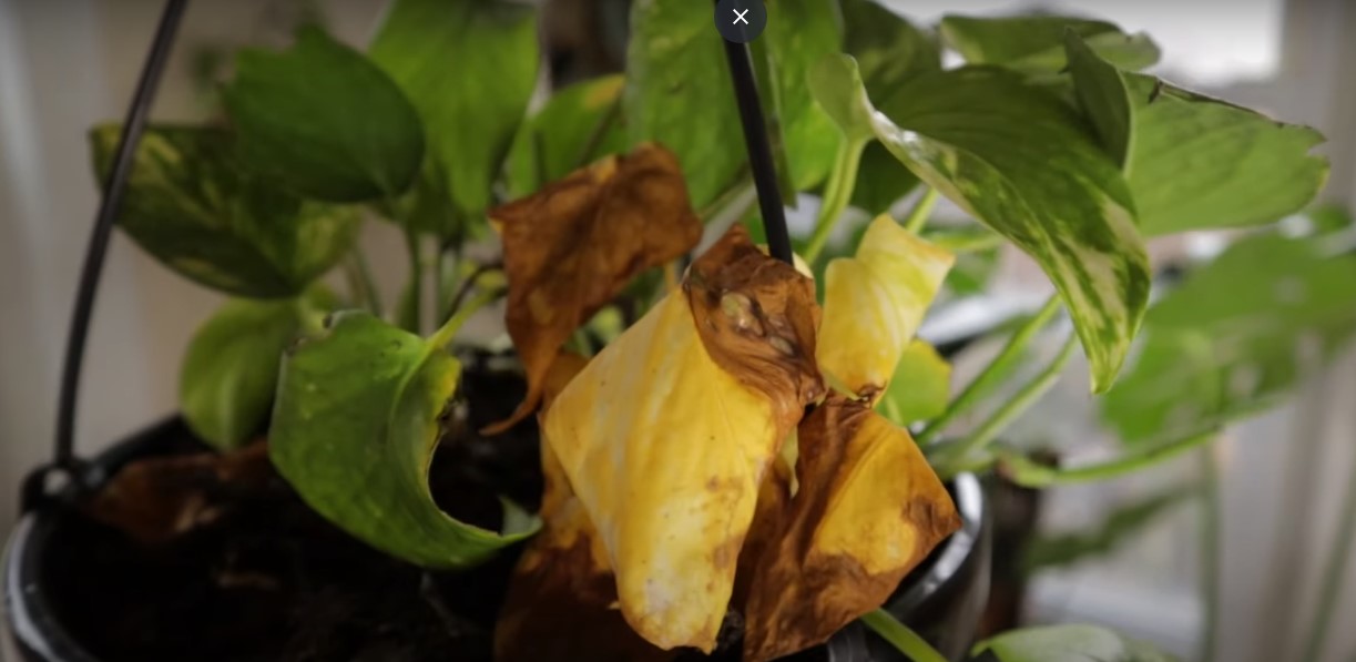 discolored leaves, wilting pothos in root rot