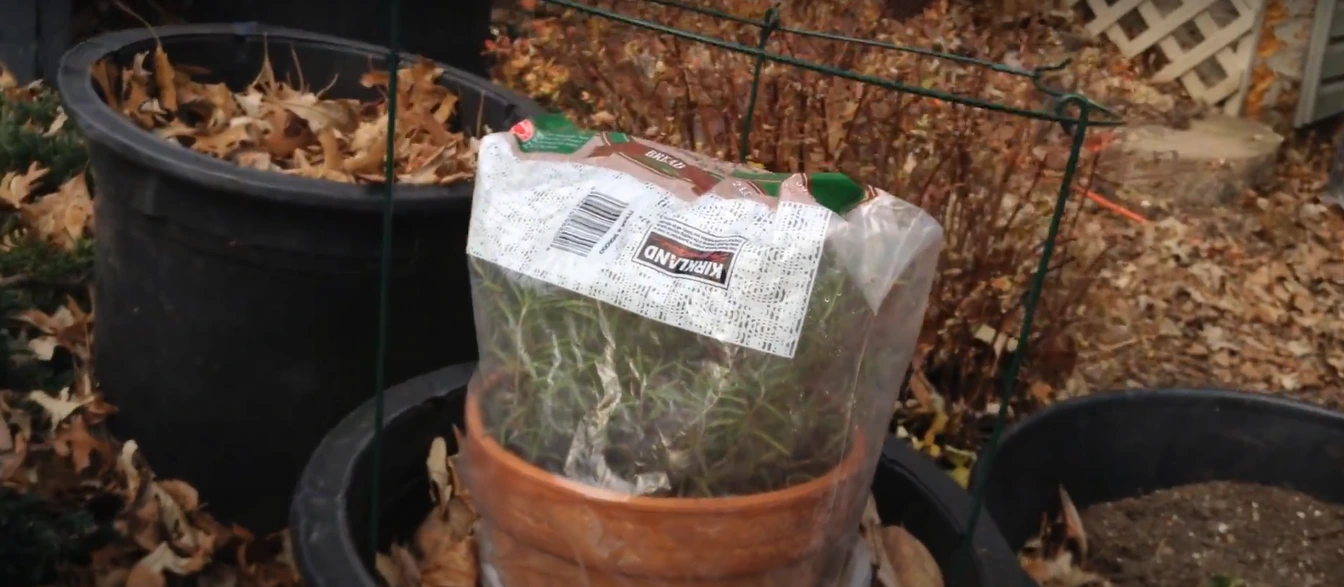 how your plant will look after this plastic greenhouse