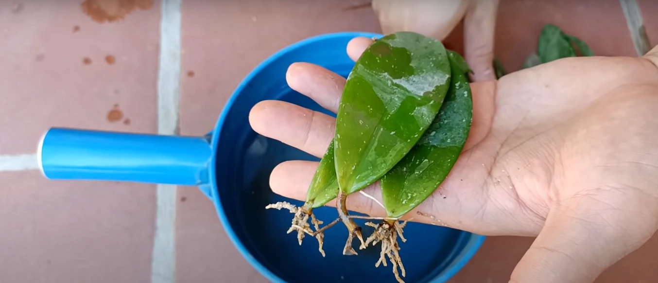 Propagating Hoya plant from leaves