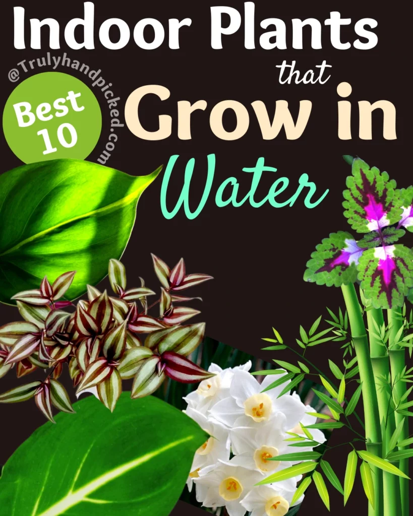 10 Best Indoor Plants That Can Grow in Water