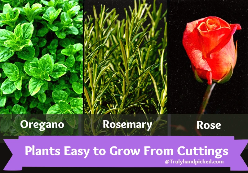 4 Oregano 5 Rosemary 6 Rose Easy to Grow from Cuttings Best Plants