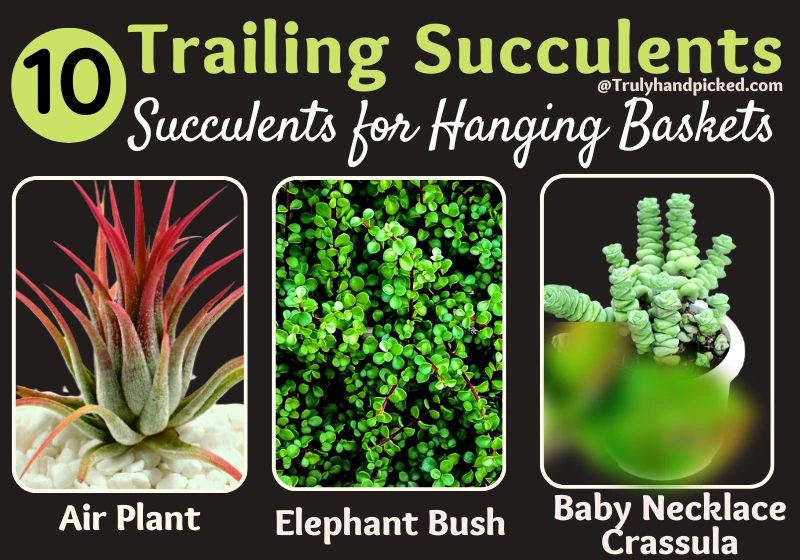 Air Plant Elephant Bush Baby Necklace Crassula Succulents for Hanging Planters