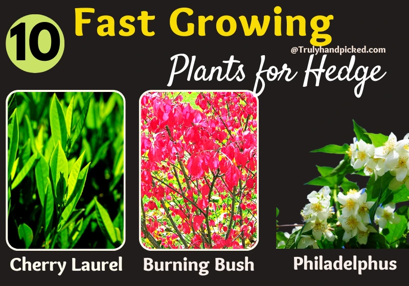 Beautiful Shrubs and Plants for Garden Hedge Cherry Laurel Burning Bush Philadelphus
