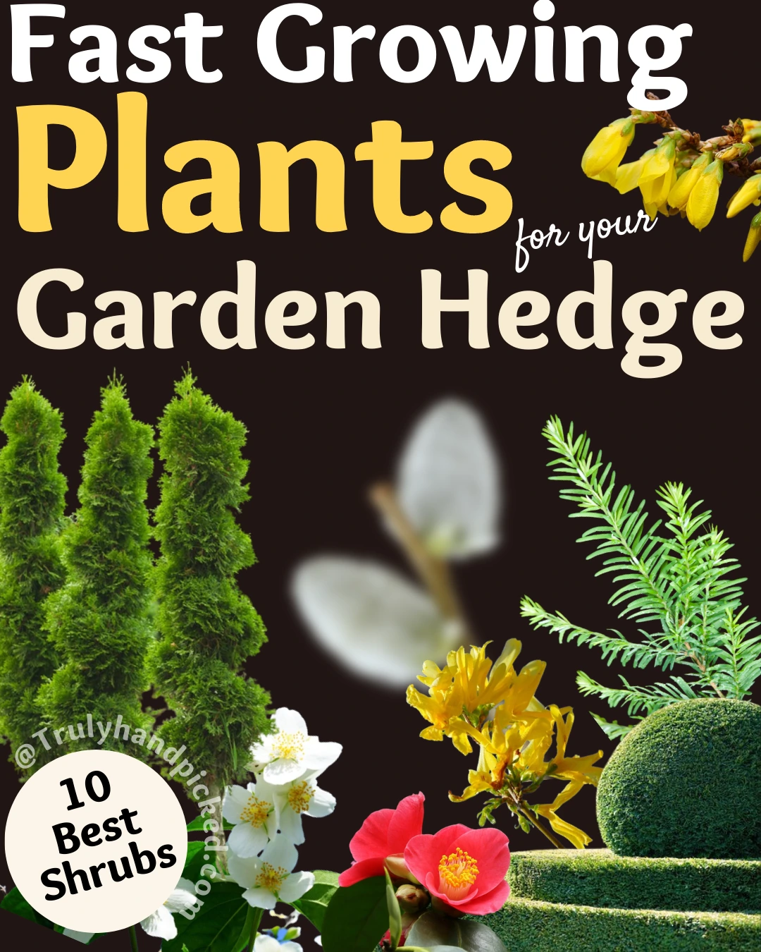 Best Fast Growing Flowering Evergreen Plants for Garden Hedge