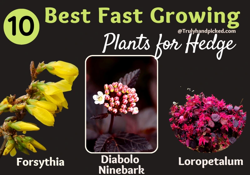 Best Fast Growing Plants for Hedge Forsythia